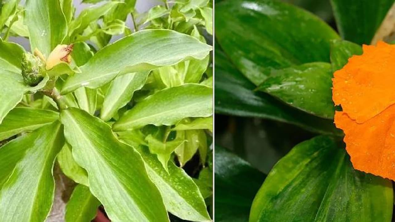 health benefits in type 2 diabetes and bp health benefits in type 2 diabetes and bp