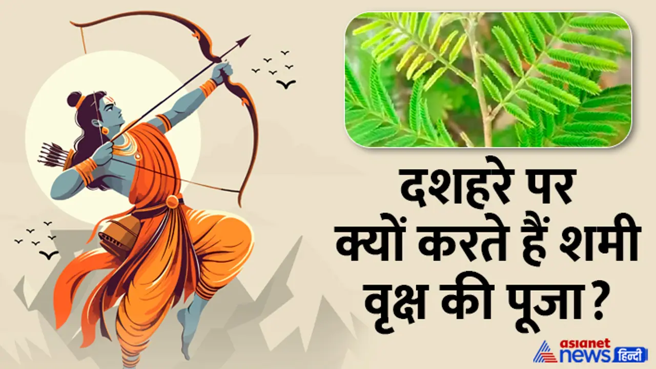 Dussehra 2024 why shami plant is worshipped Dussehra 2024 why shami plant is worshipped
