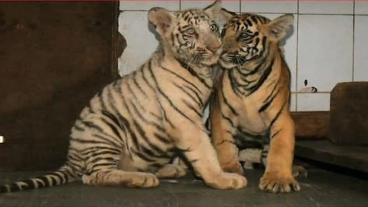 Nahargarh Biological Park Jaipur: Battle for life of two cubs of tigress Nahargarh Biological Park Jaipur: Battle for life of two cubs of tigress