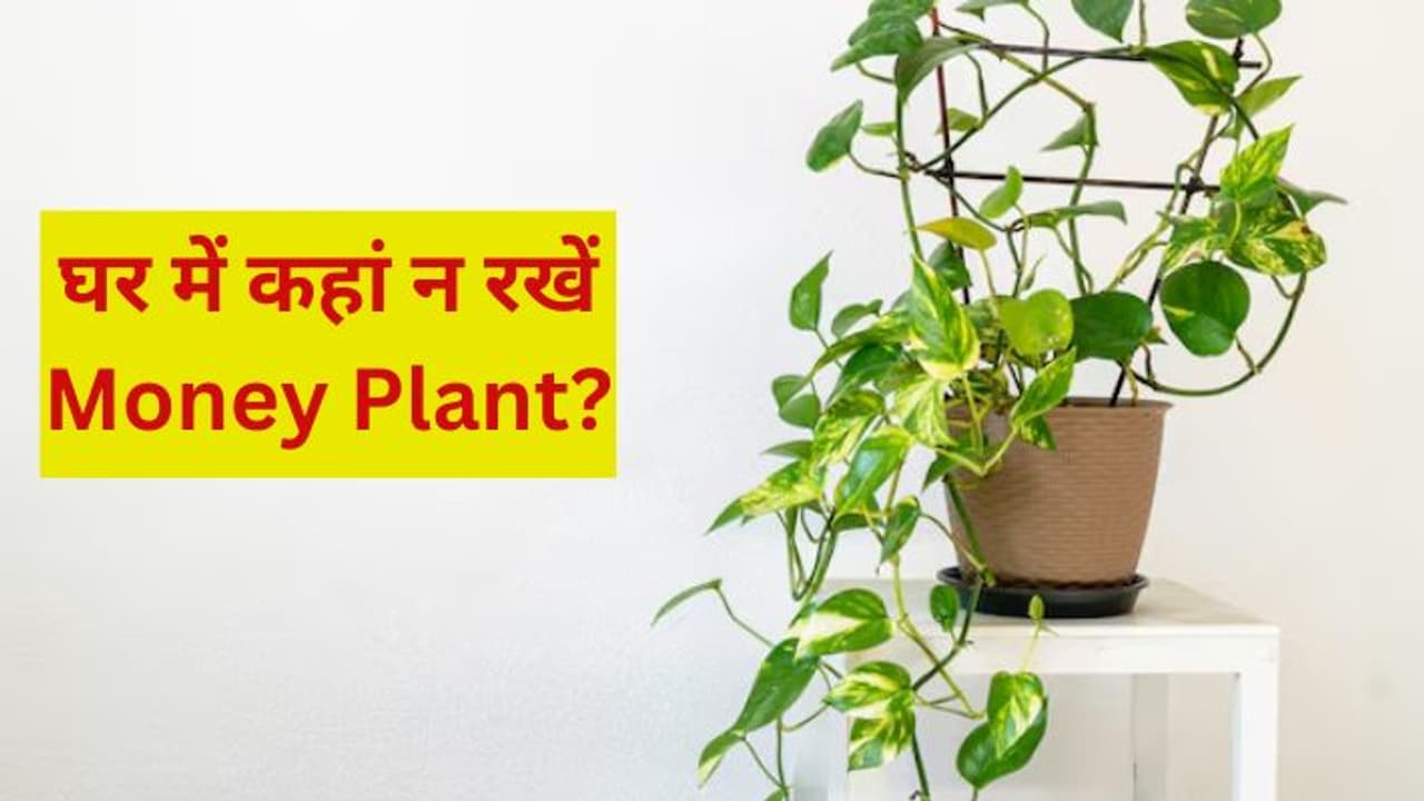 Vastu for money plant in house Vastu for money plant in house
