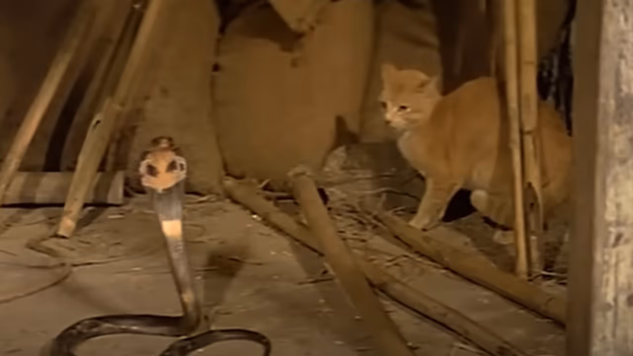 pet cat fights cobra pet cat fights cobra