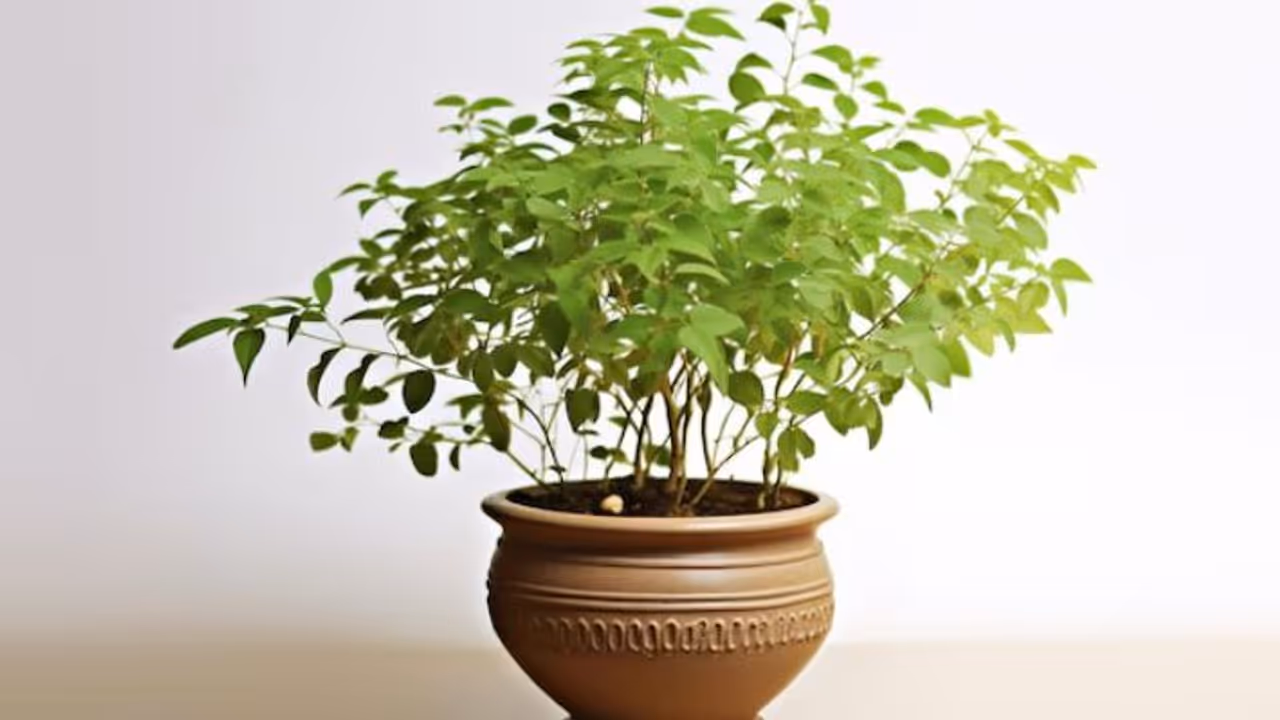 tulsi plant for focus and calm mind