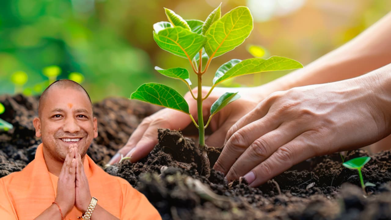 Yogi Adityanath government to plant more then 2 lakh saplings to turn Prayagraj Maha kumbh 2025 green Yogi Adityanath government to plant more then 2 lakh saplings to turn Prayagraj Maha kumbh 2025 green