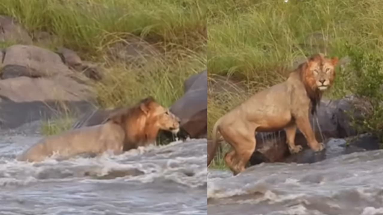 lions viral video lions viral video