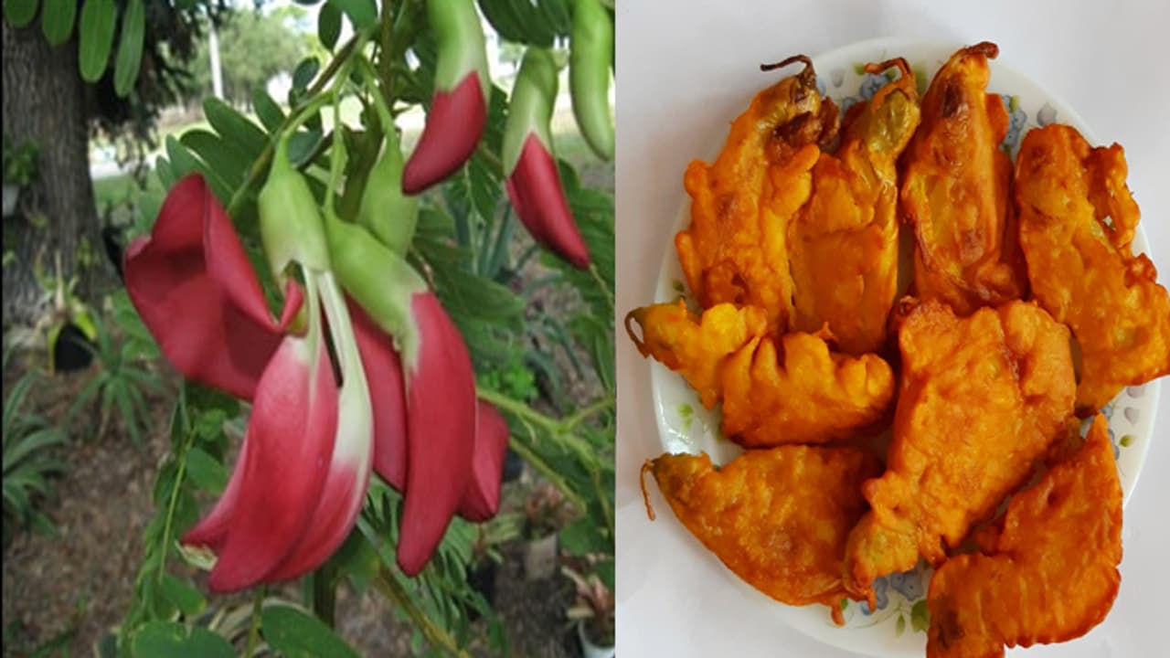 agastya flower agastya flower