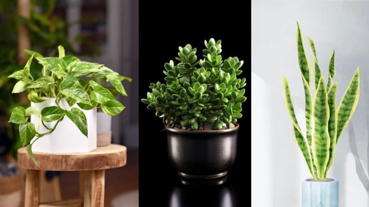 Best plants for positive energy at home Vastu