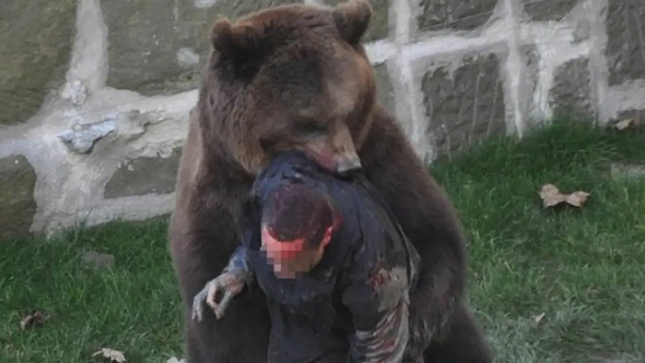 Bear attack Bear attack