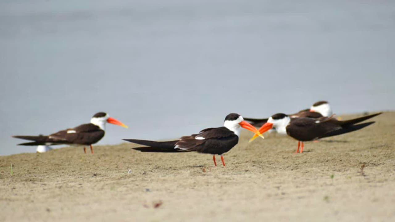150 pairs of endangered Indian skimmers grace Prayagraj during Mahakumbh 2025 150 pairs of endangered Indian skimmers grace Prayagraj during Mahakumbh 2025
