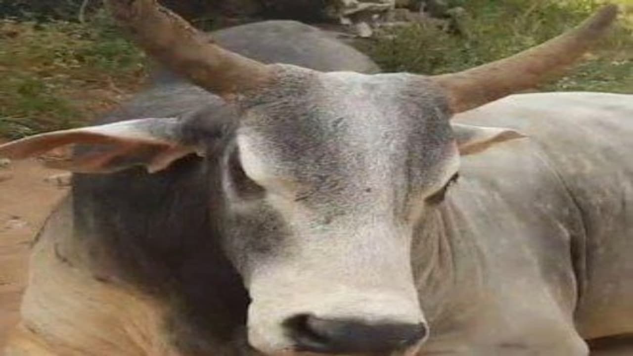 Rajasthani Bull