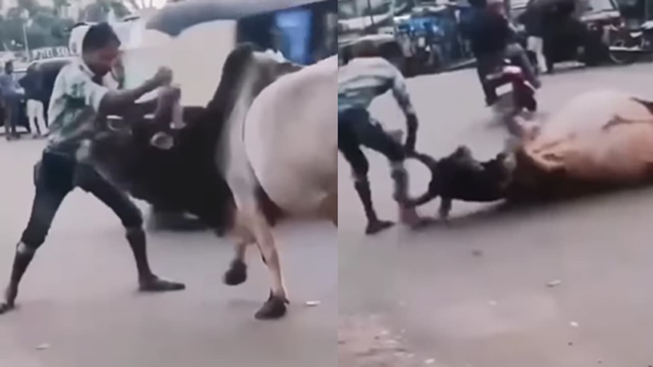 drunk man fights bull drunk man fights bull
