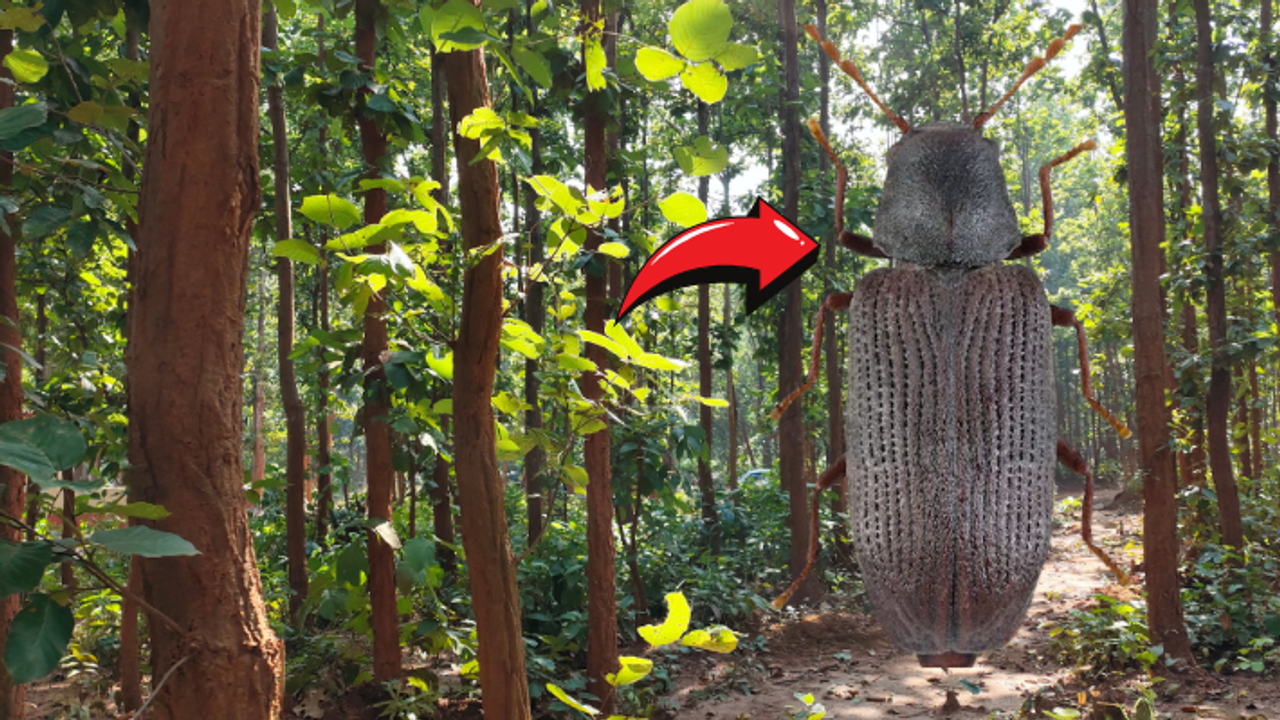 Sal borar Insect Uttrakhand Sal borar Insect Uttrakhand