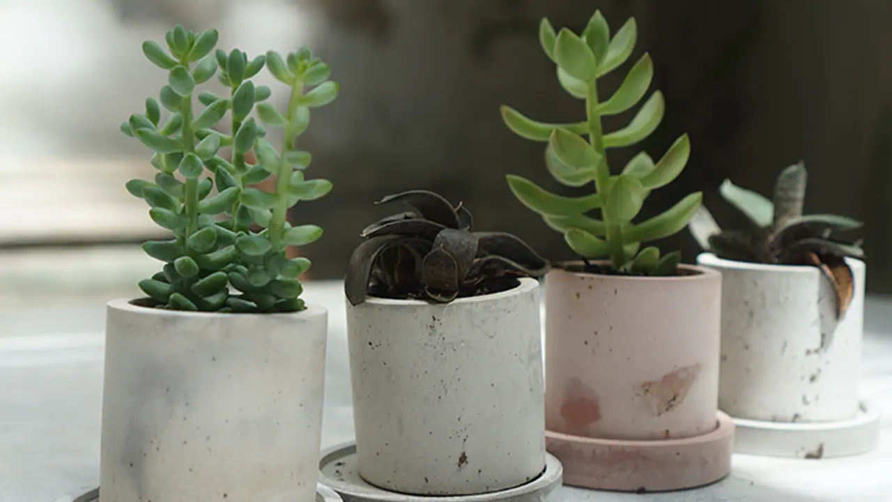 7 gardening plants in Top Trends