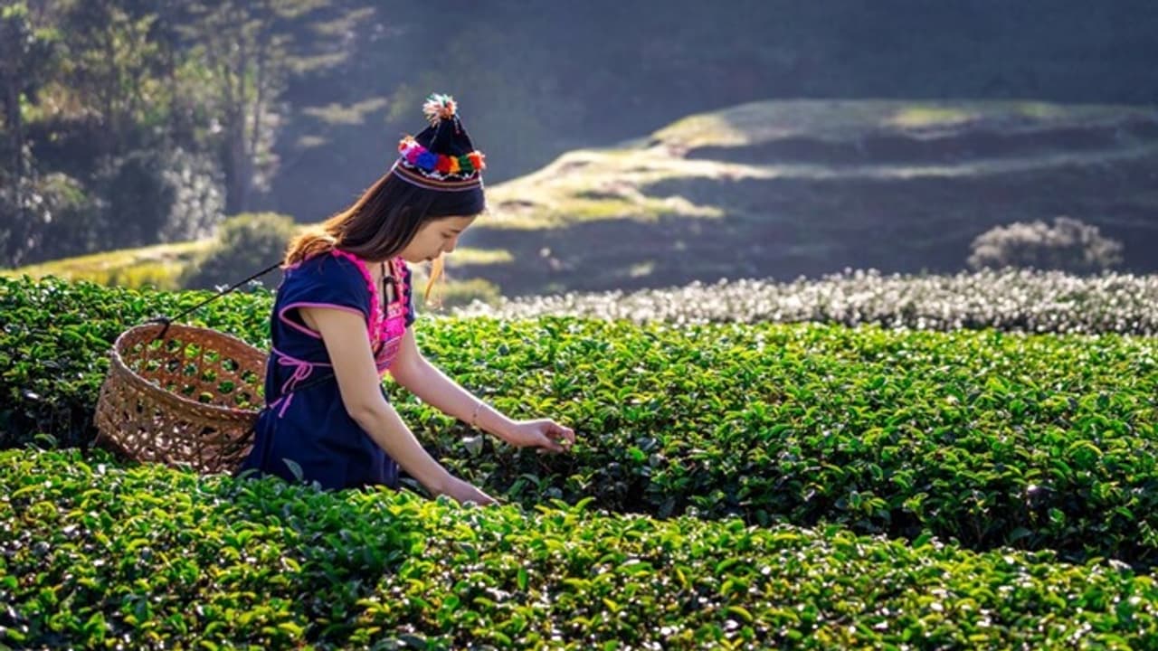 Assam India Assam India