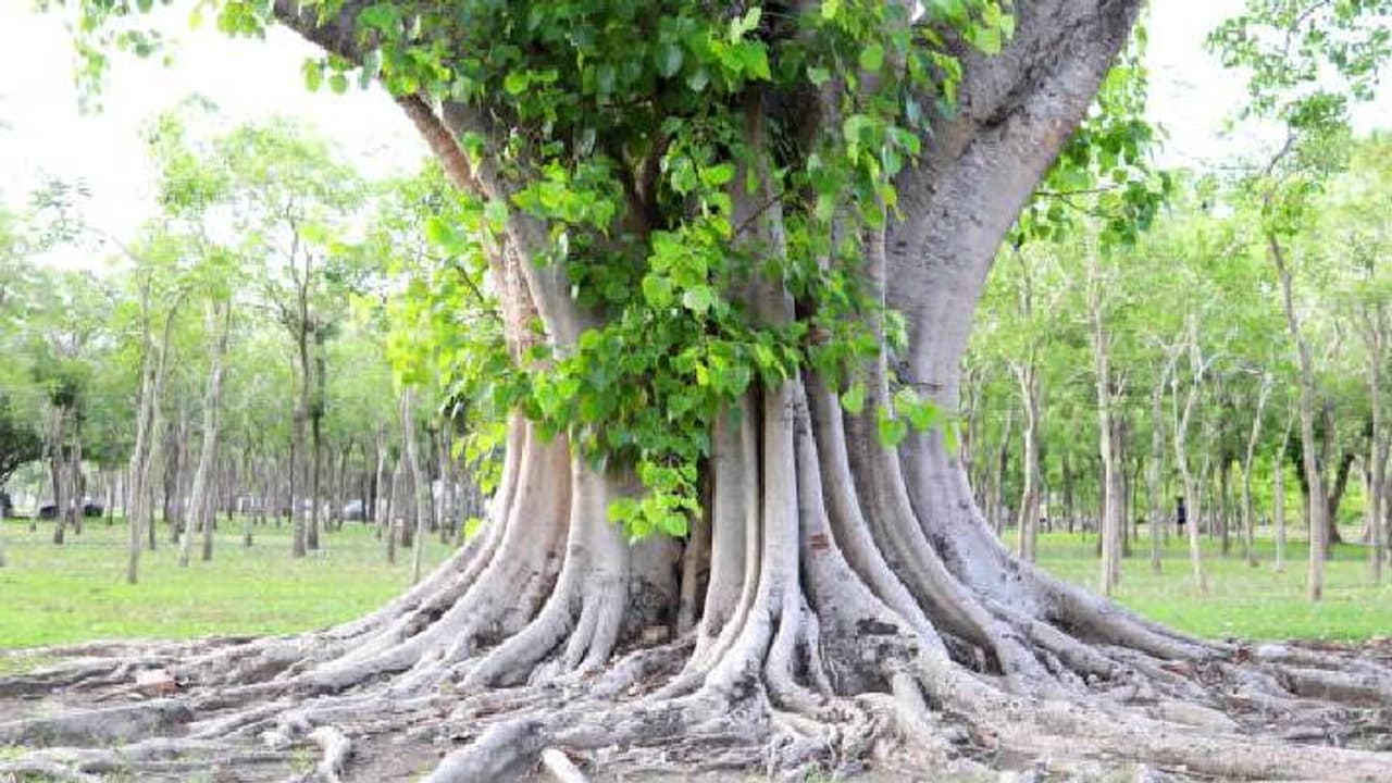 BODHI TREE CONCEPT IMAGE BODHI TREE CONCEPT IMAGE