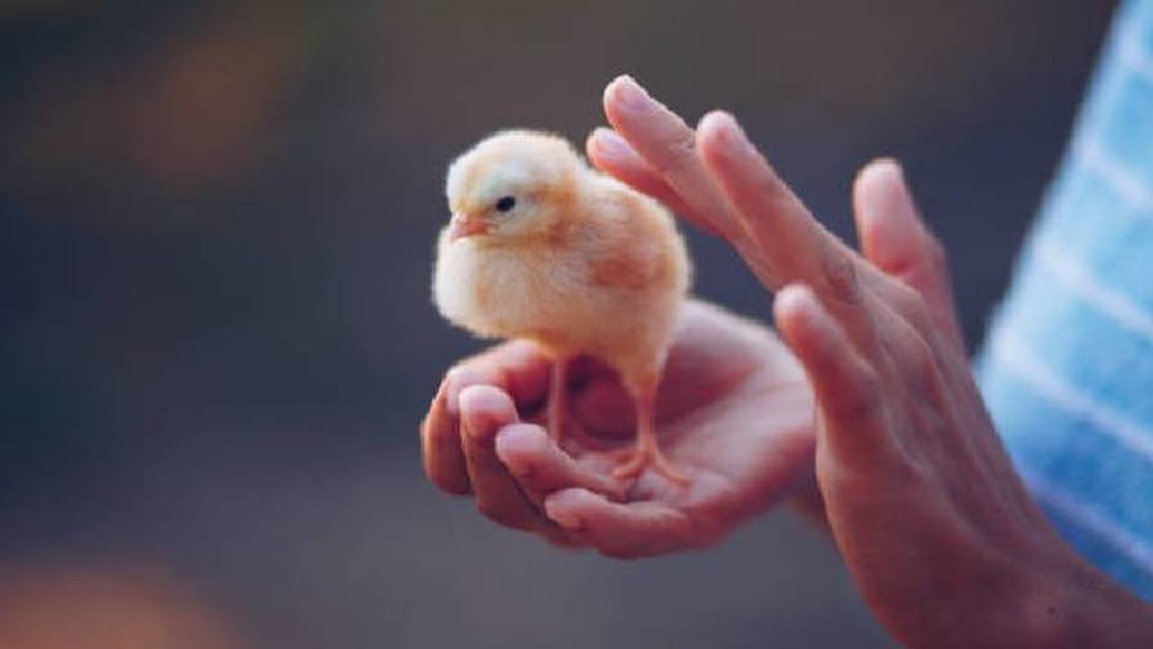 chicken chick chicken chick