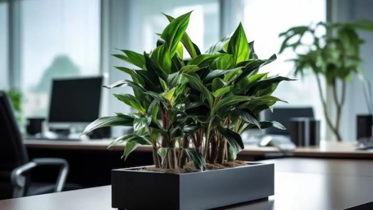 Plants not to keep on office desk as per Vastu Plants not to keep on office desk as per Vastu