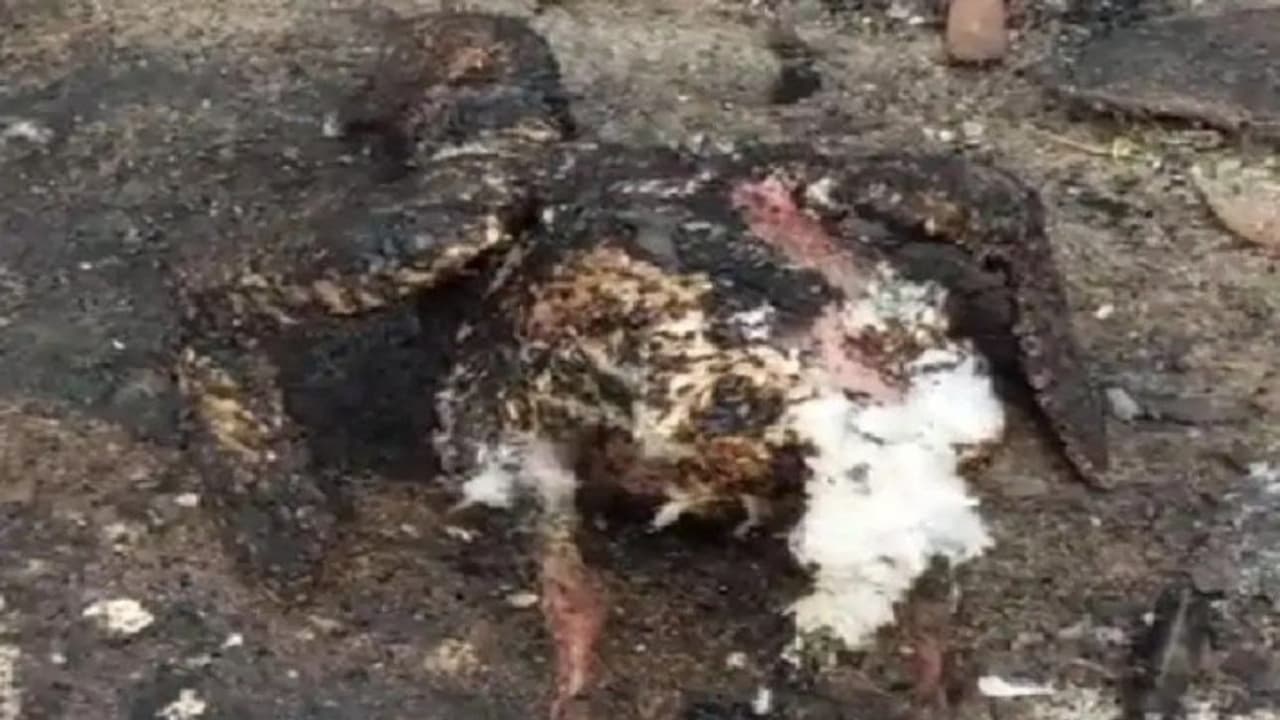 rajasthan bus accident