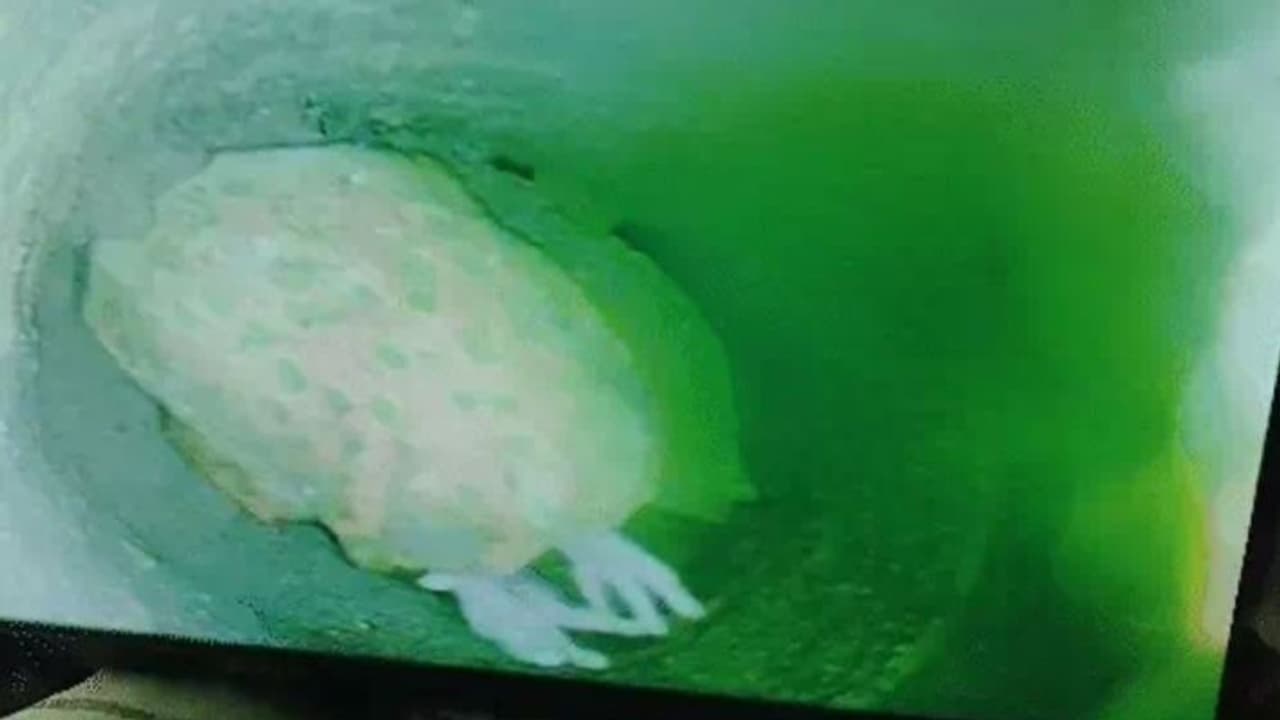 3 year old girl Chetna 3 year old girl Chetna