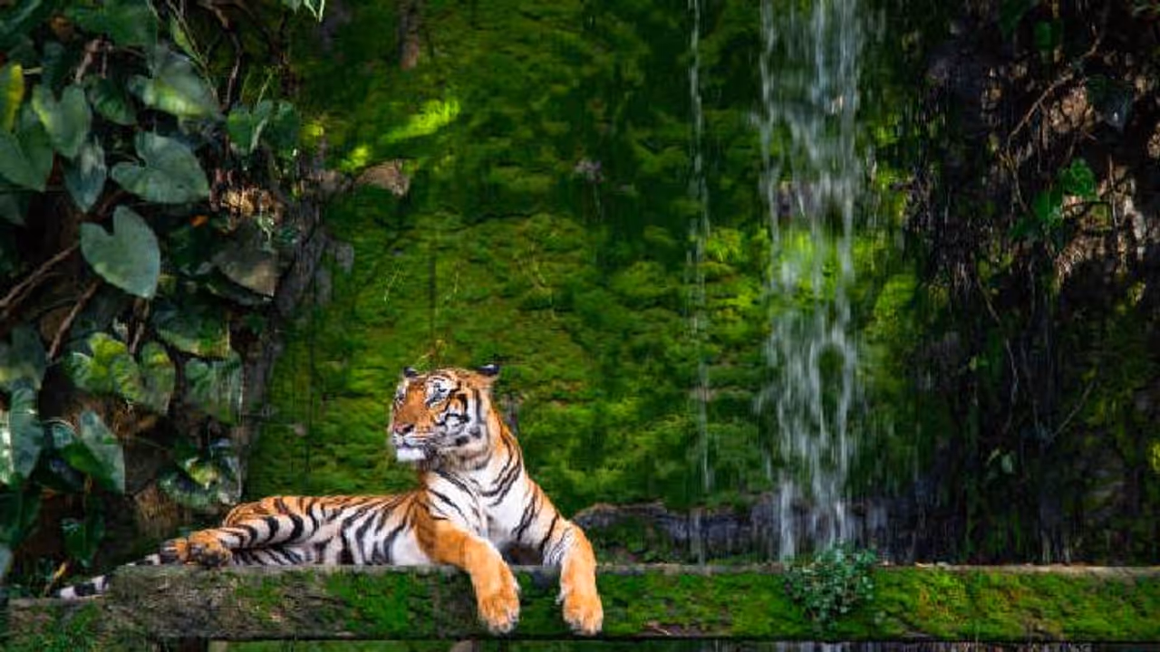 zoo concept image zoo concept image