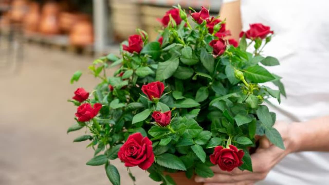 Tips to make roses bloom more Tips to make roses bloom more