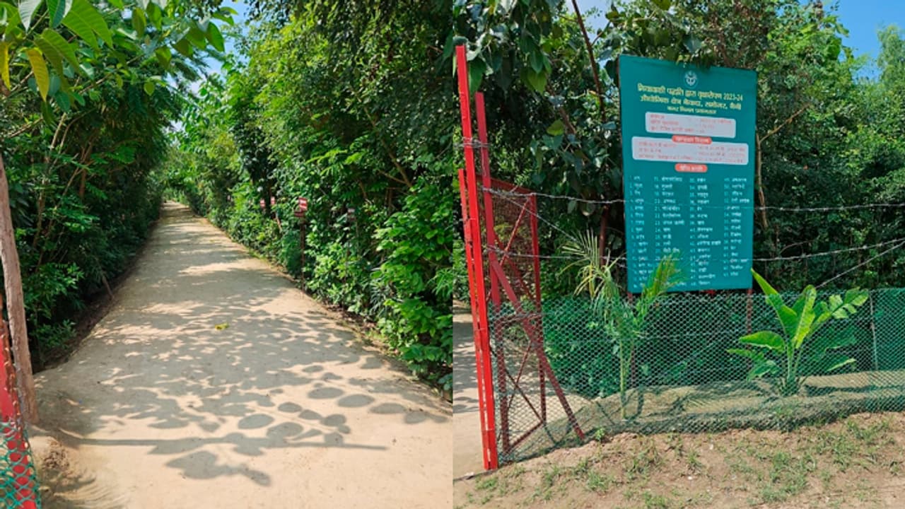 Yogi Adityanath government developed forests in Prayagraj Yogi Adityanath government developed forests in Prayagraj