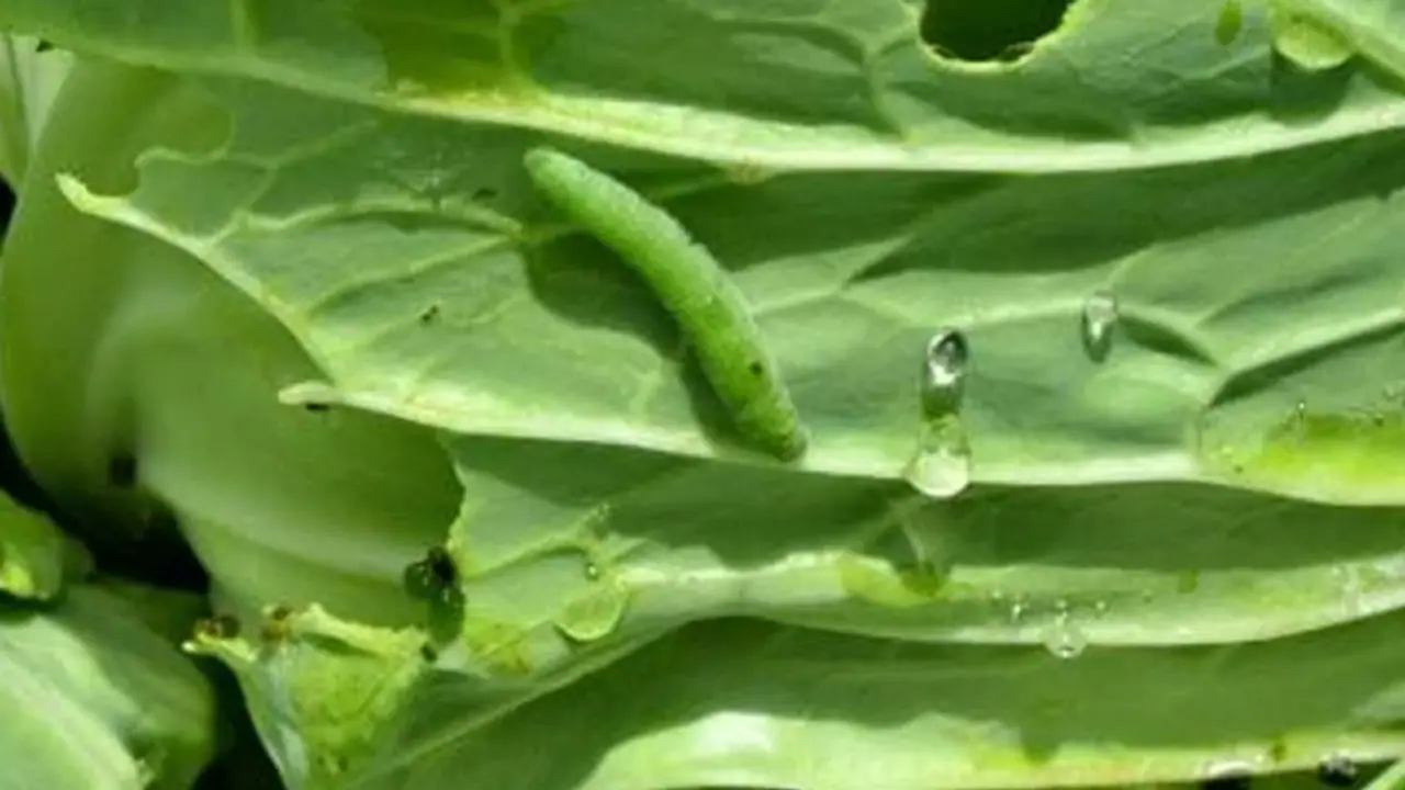 How to get rid of worms from vegetables