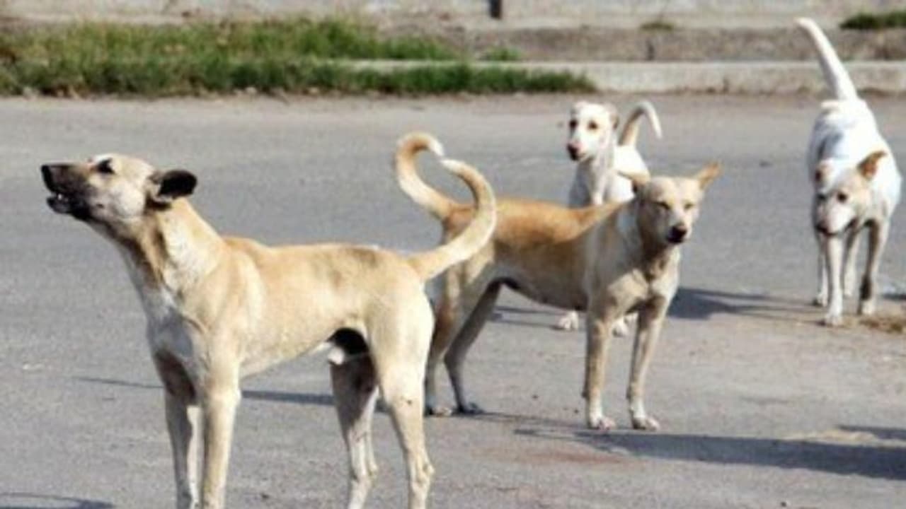 dog attack on boy dog attack on boy