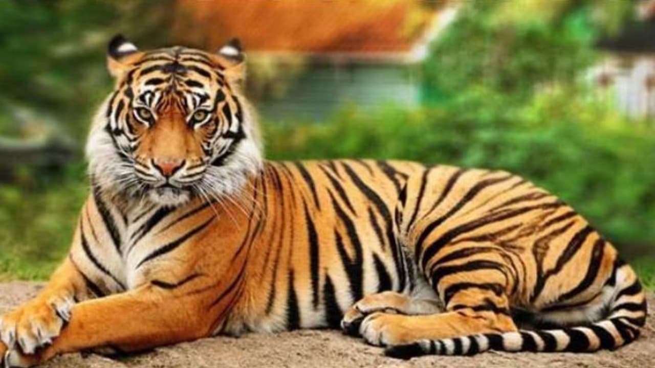 tiger dies in waynad tiger dies in waynad