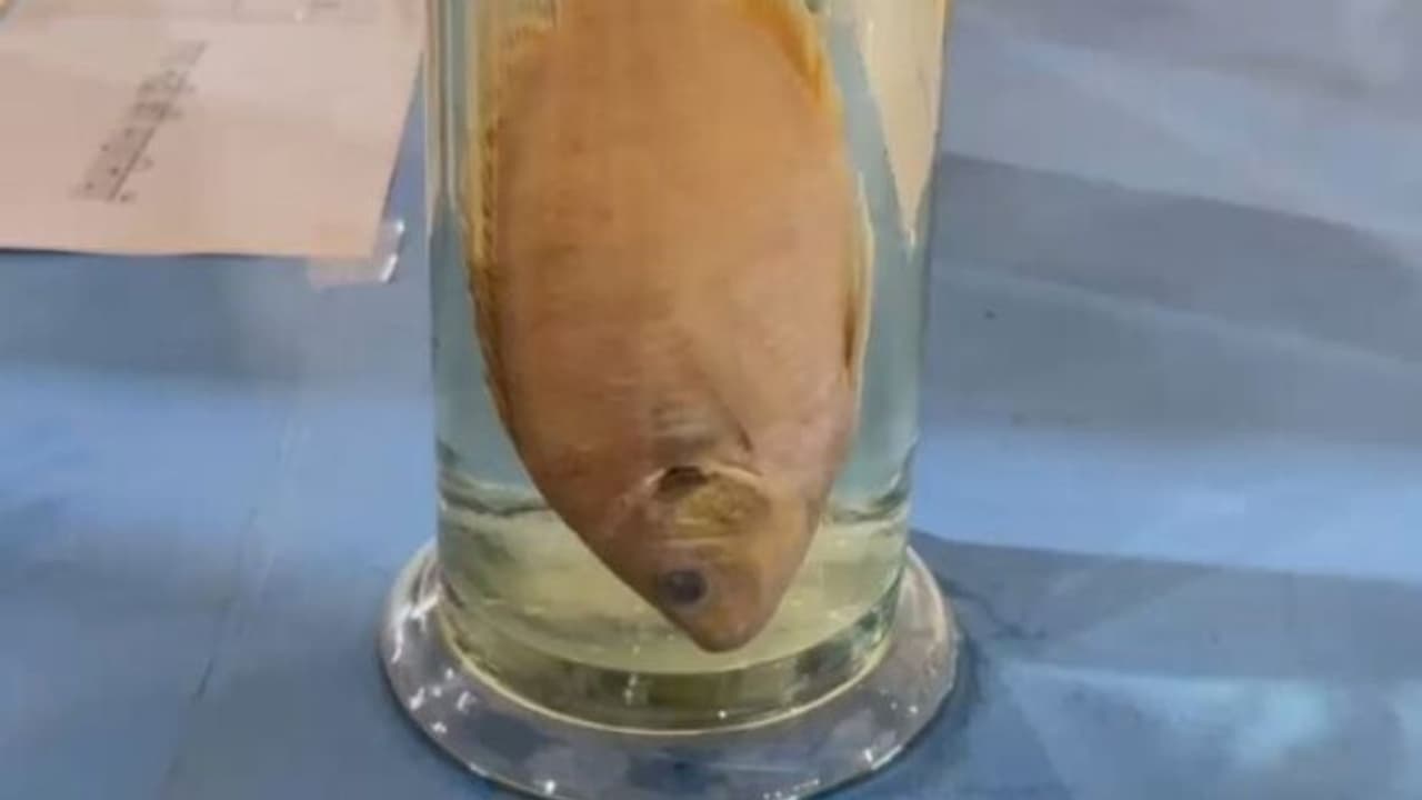 disappear fish disappear fish