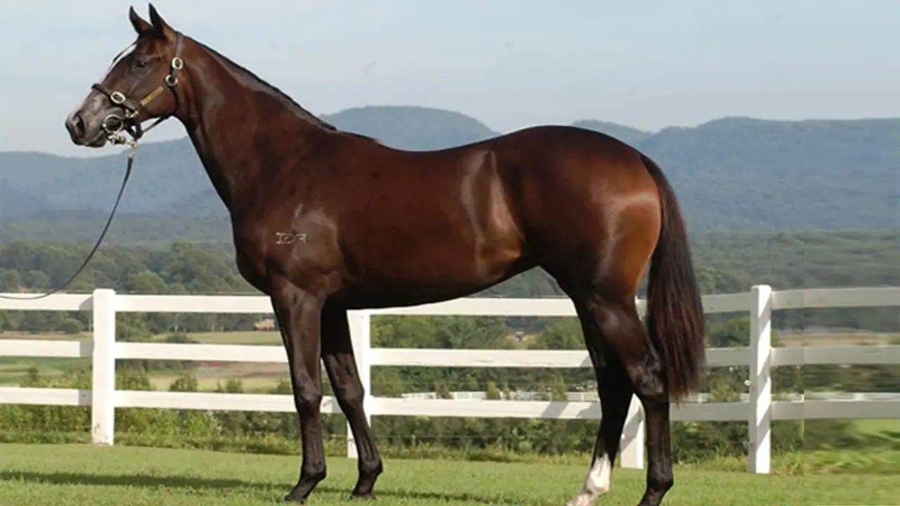 world most expensive horse 