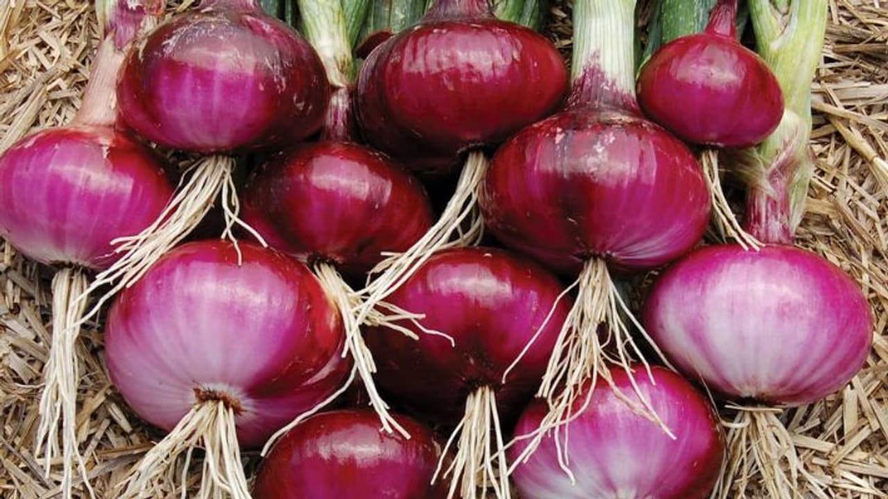 onion cultivation
