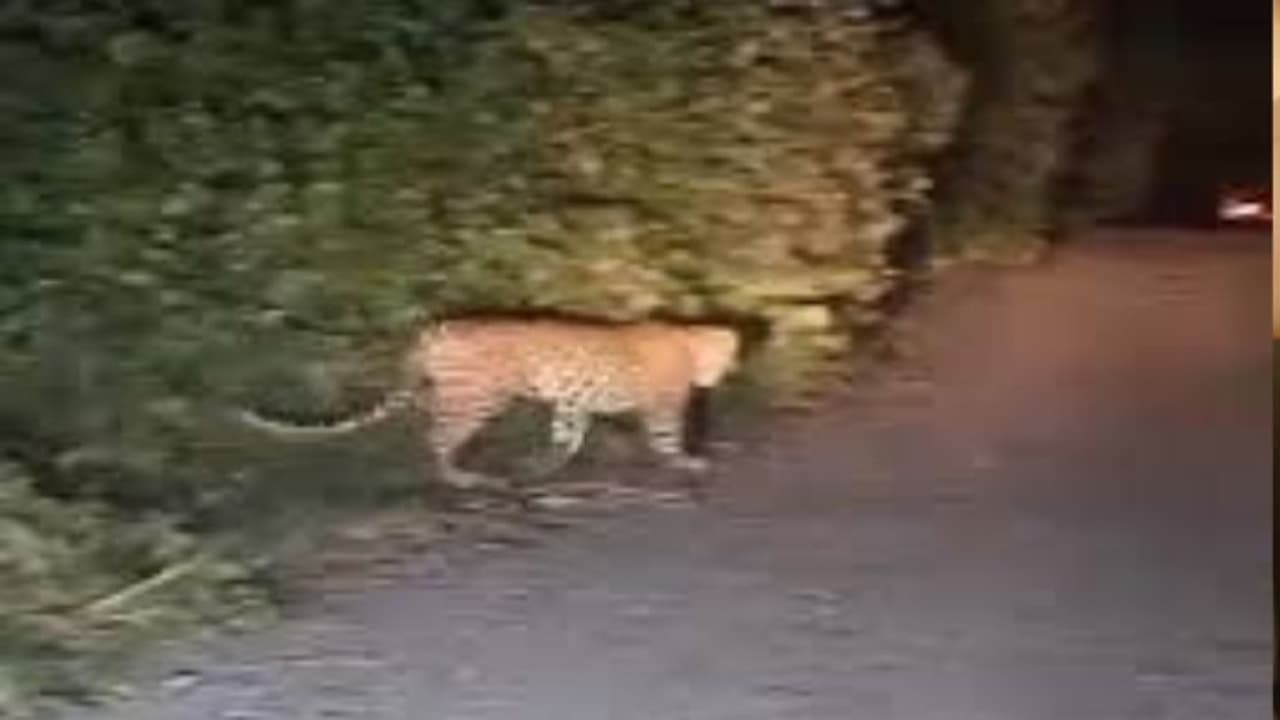 Udaipur Jungle Leopard Attack 