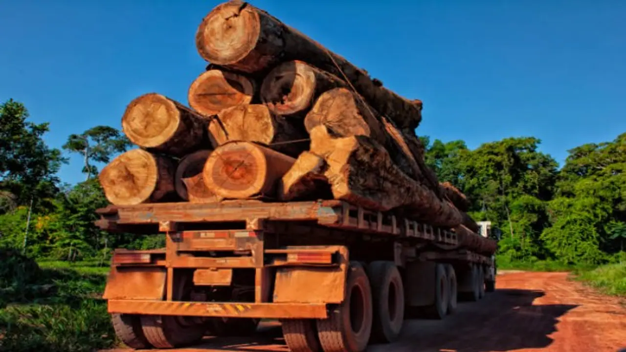 Illegal timber transportation Illegal timber transportation
