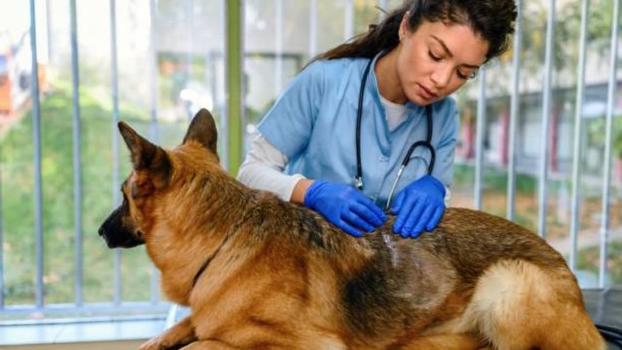 Sterilization of dogs Sterilization of dogs