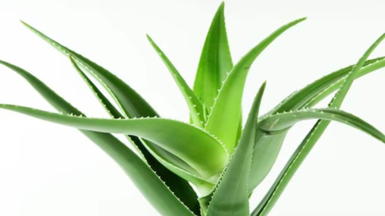 Aloe Vera Aloe Vera