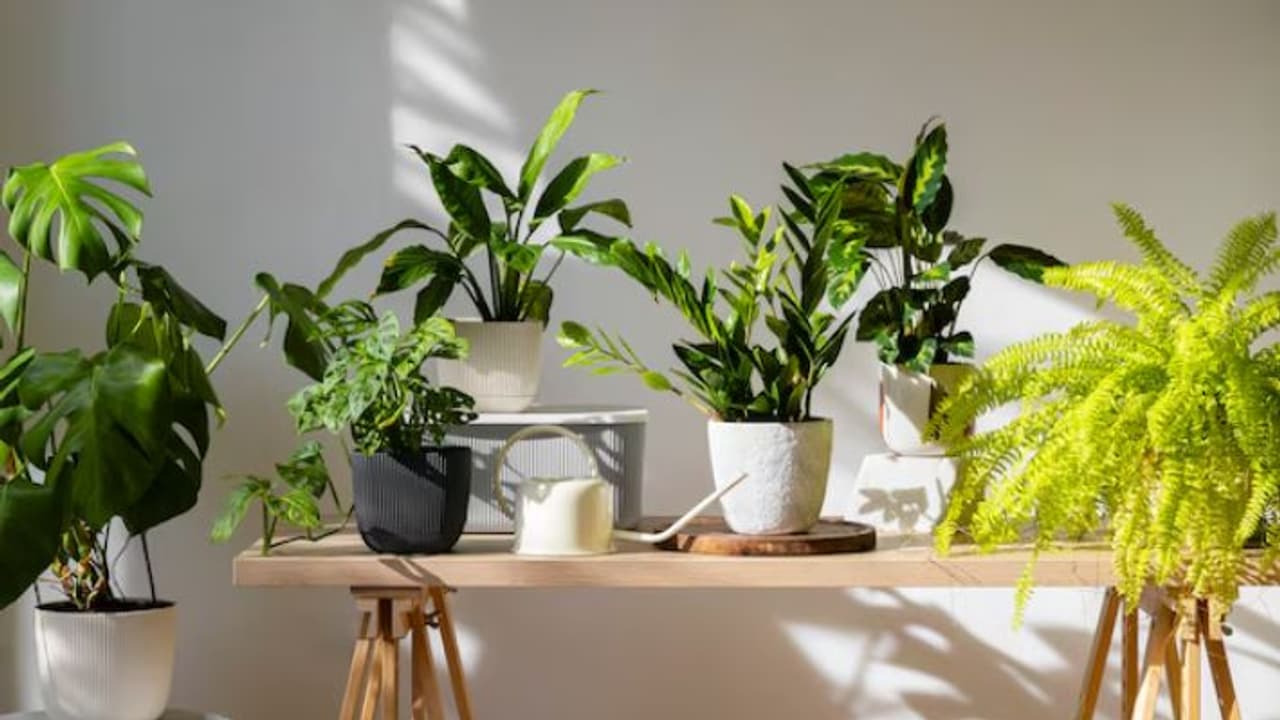 Air purifying plants
