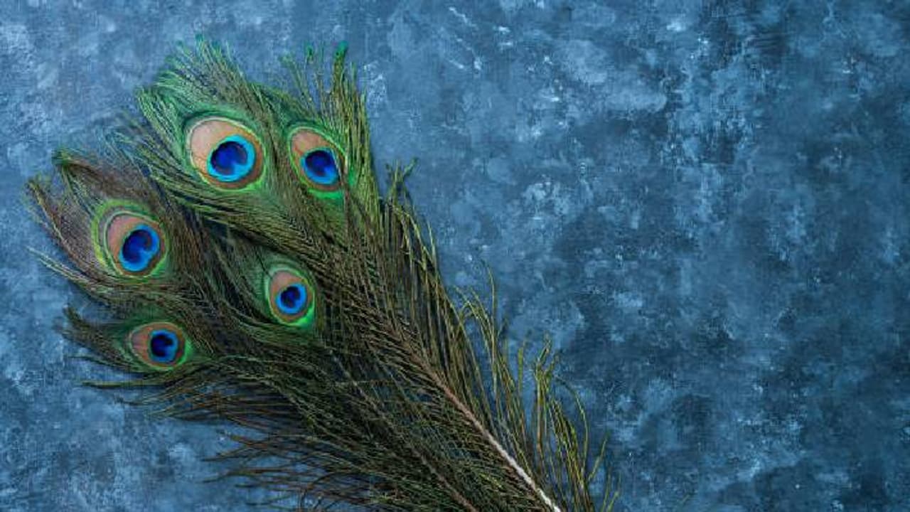 peacock feathers