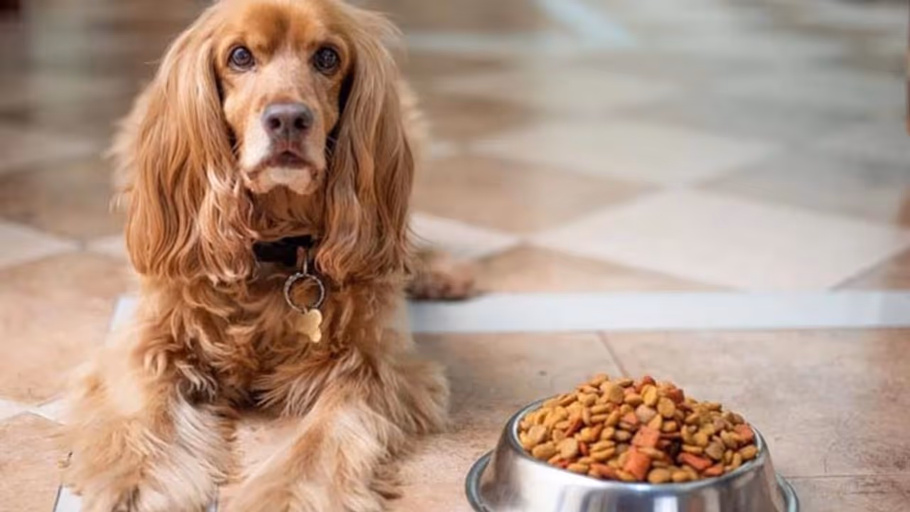 pets care and diet in summer pets care and diet in summer