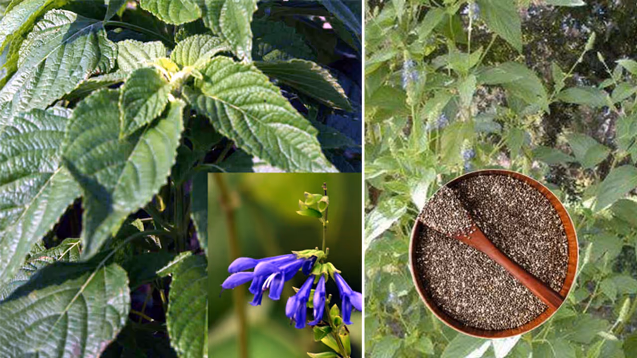 chia seeds plant big connection with mint 5 point make it superfood chia seeds plant big connection with mint 5 point make it superfood