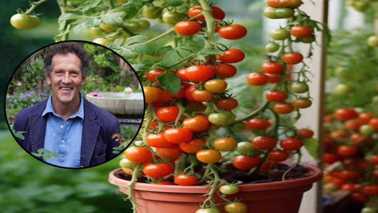 Tomatoes Grow them in pots