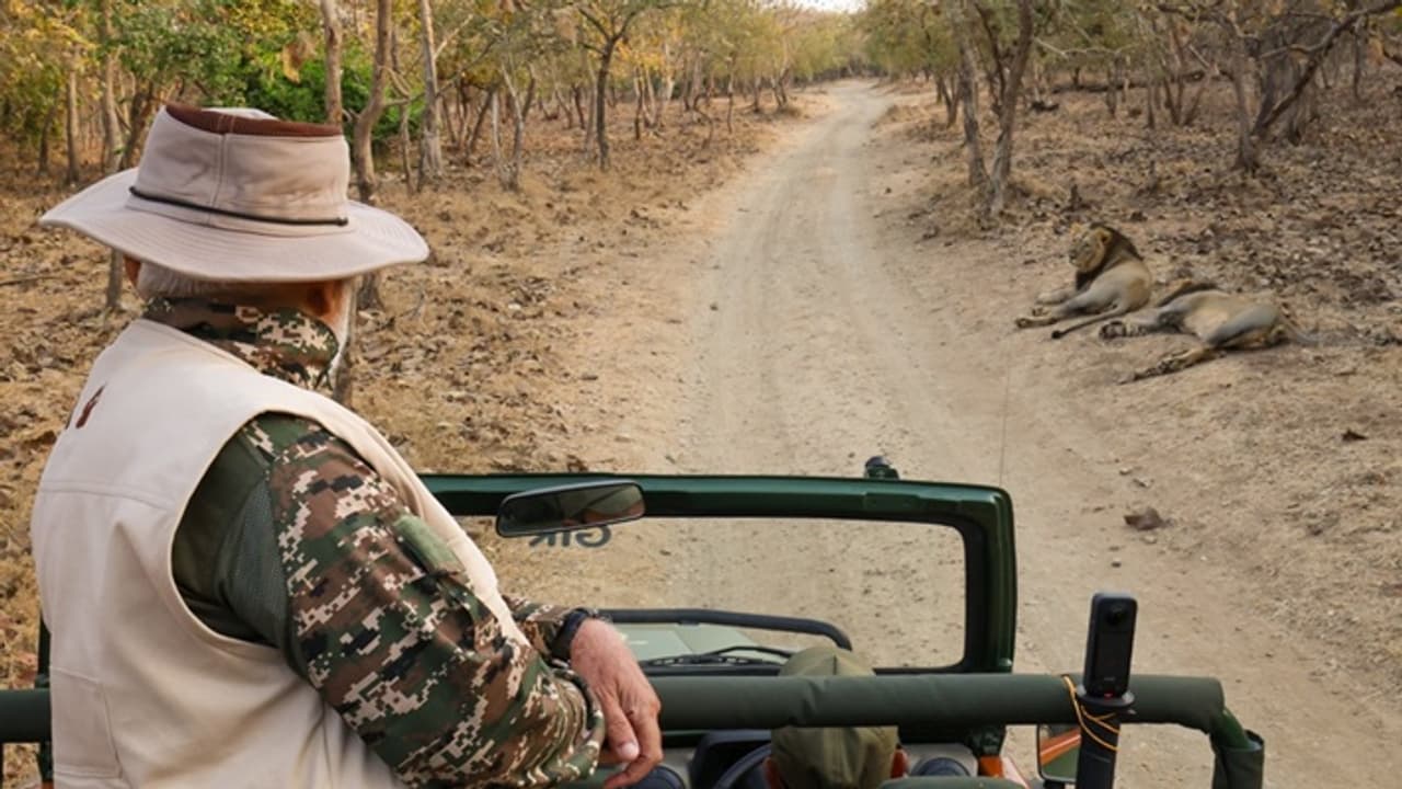 Narendra Modi Gir Lion Safari 