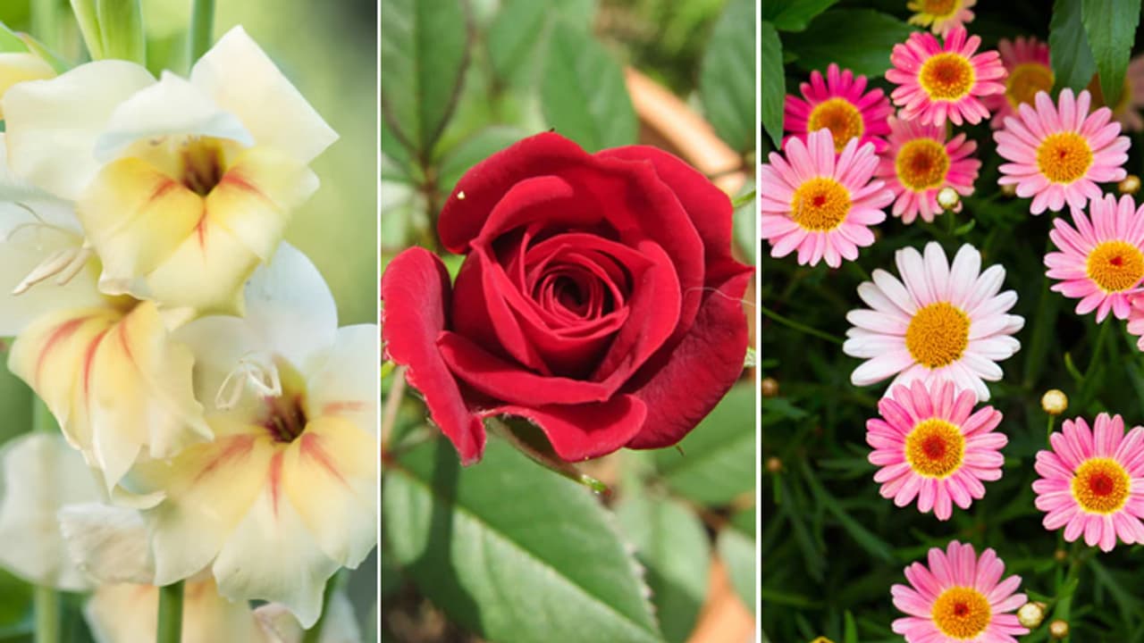 10 flowers and plants Best for Home Garden in Summers 10 flowers and plants Best for Home Garden in Summers