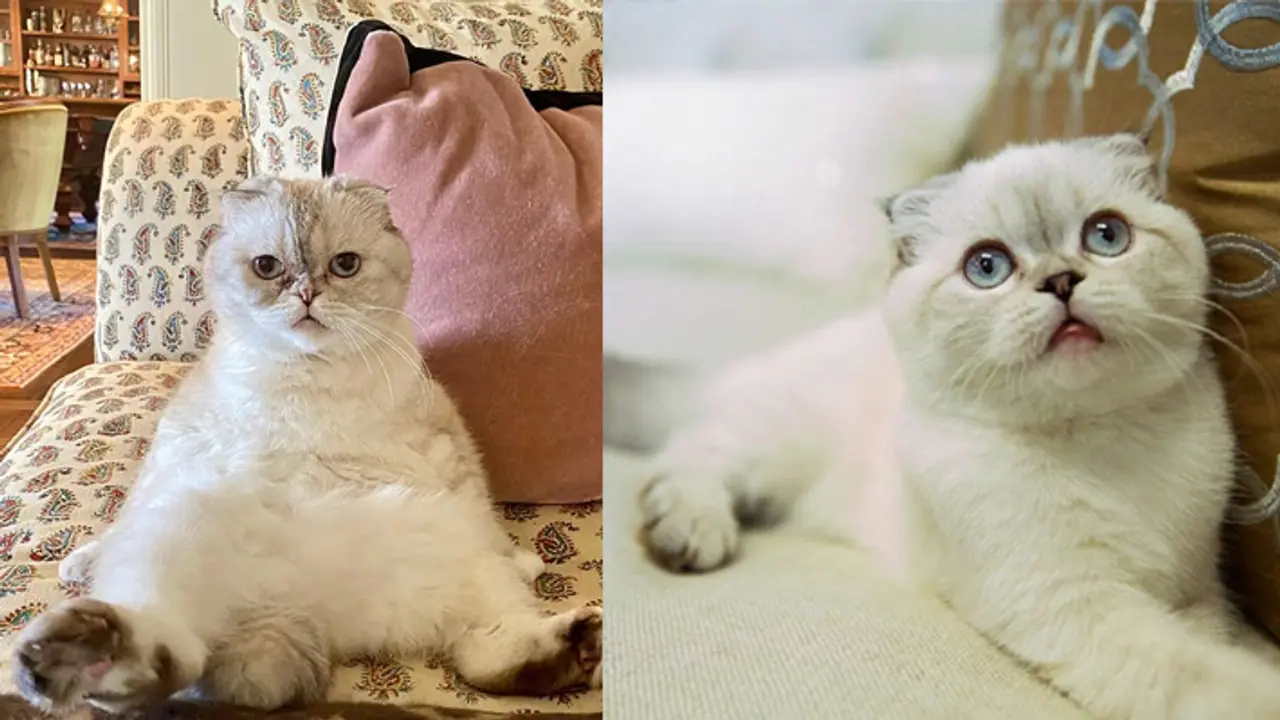 World most expensive Cat World most expensive Cat