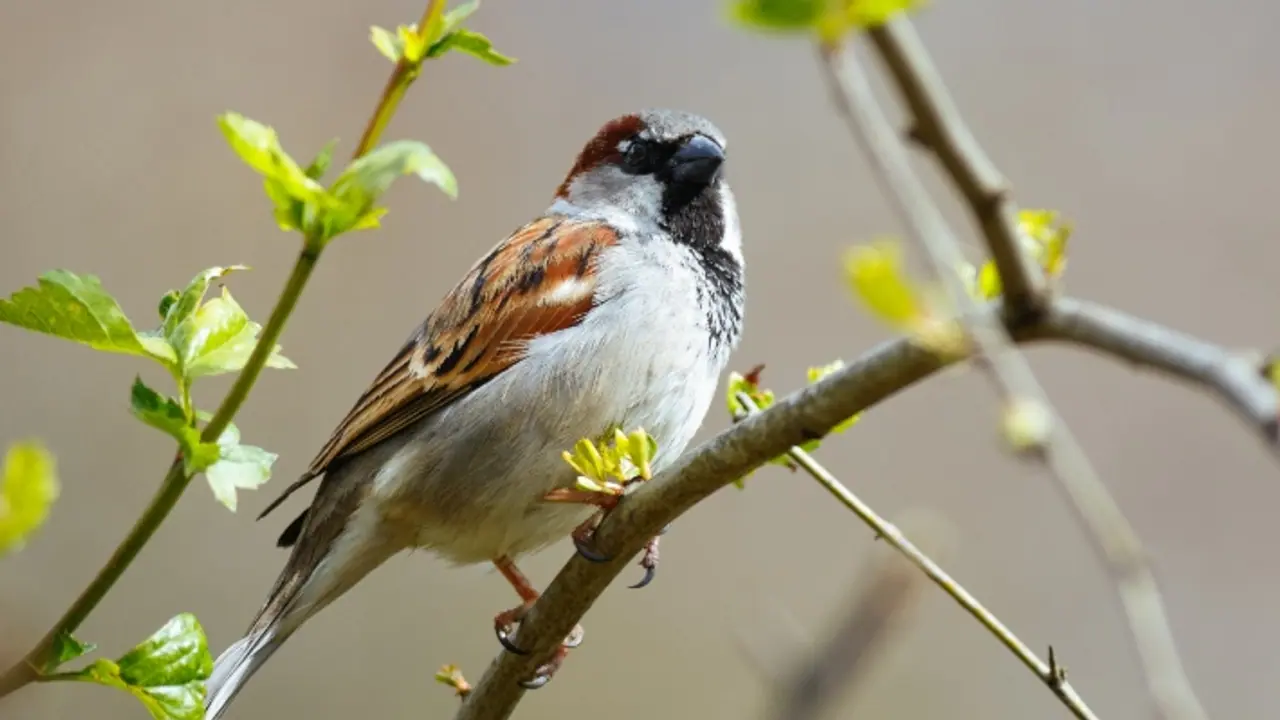 World Sparrow Day 2025