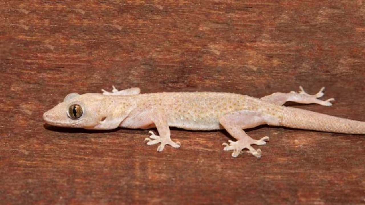 How to keep lizards away naturally