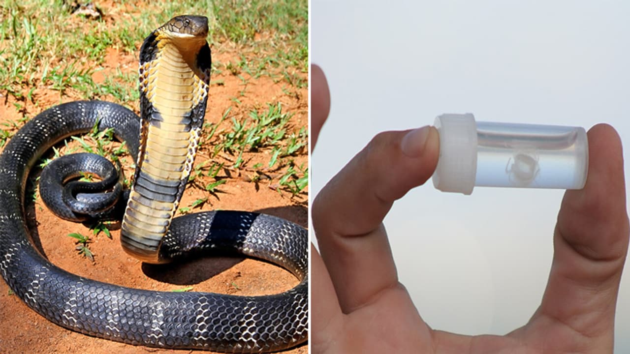 world most poisonous animal world most poisonous animal