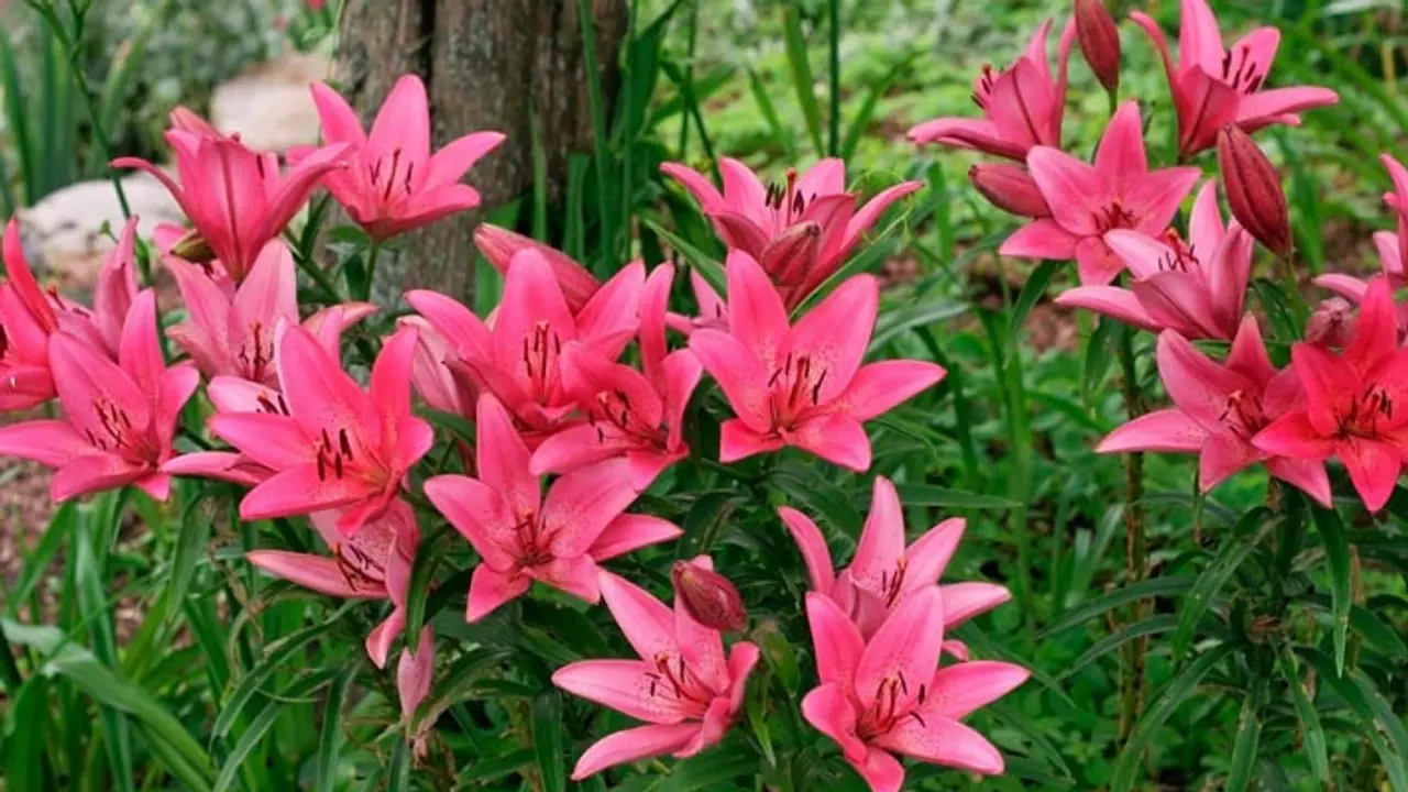 rose genda seasonal flower plants for home garden in summer