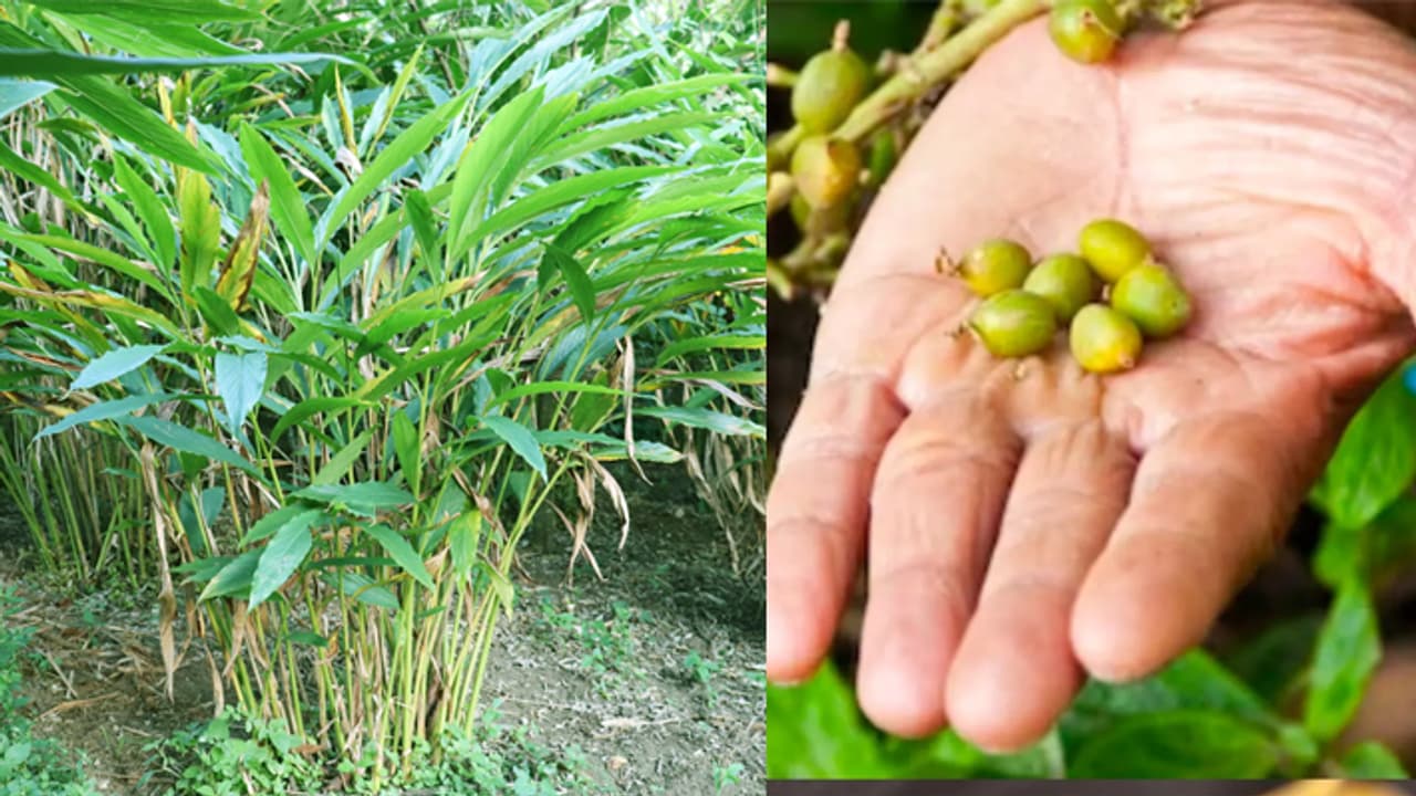 How to grow cardamom at home