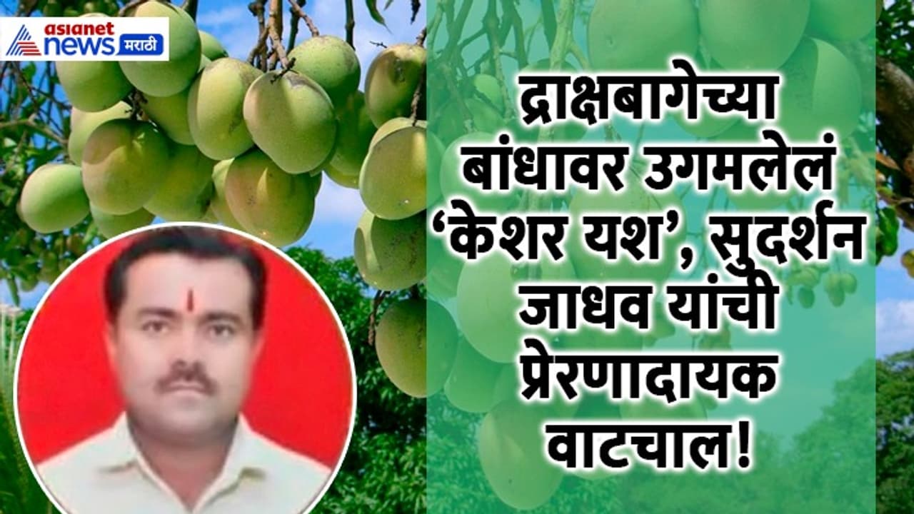 tuljapur mango success story new