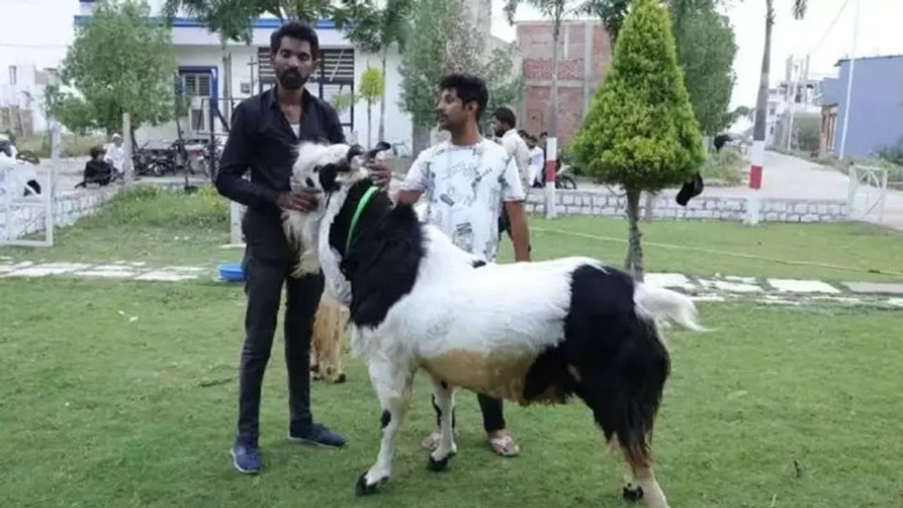 Bhopal Goat Market